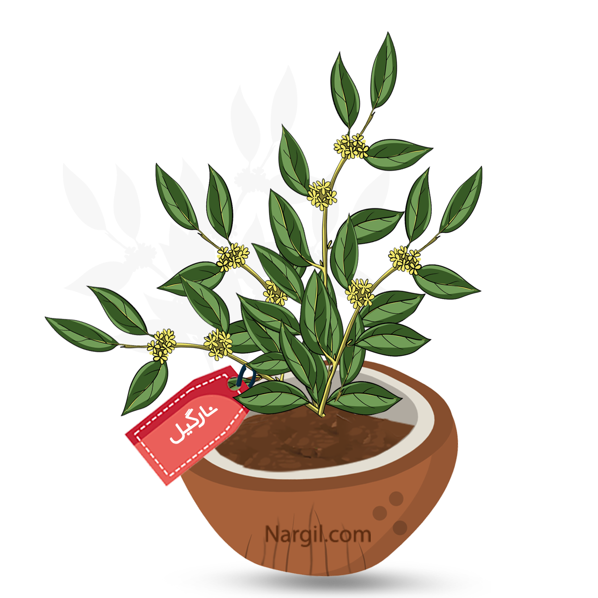  Nargil - Laurel,Sweet Bay